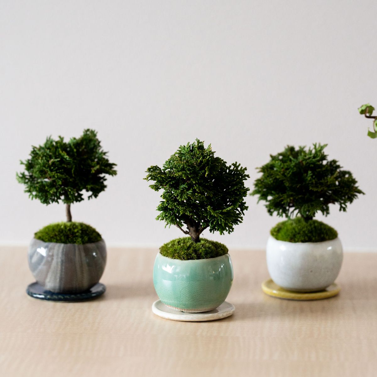 津山ヒノキ｜白萩のうつわ【受け皿セット】